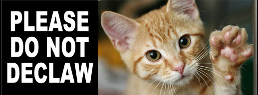 Please do not declaw your cat.  It's like chopping off the entire tips of your fingers.